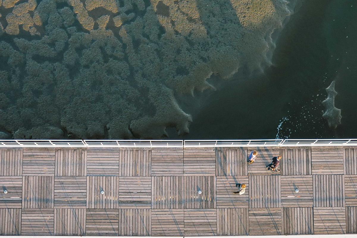 Dvt committee no confidence